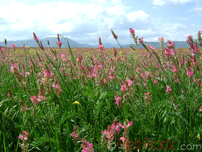 Эспарцет песчаный (Эспарцет посевной) - Onobrychis arenaria (Kit) L.