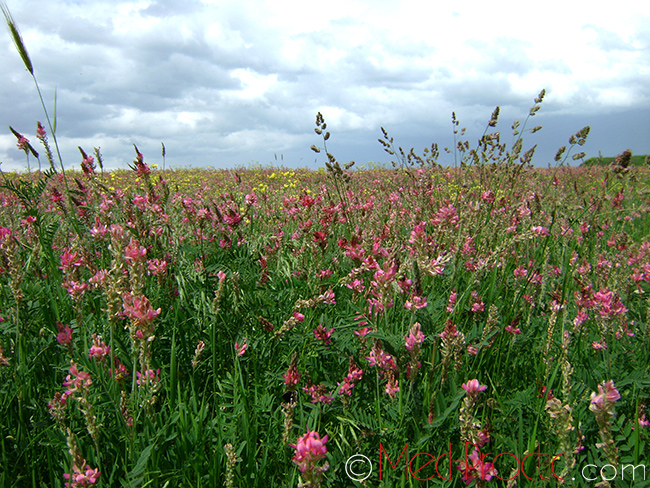 Эспарцет песчаный (Эспарцет посевной) - Onobrychis arenaria (Kit) L.