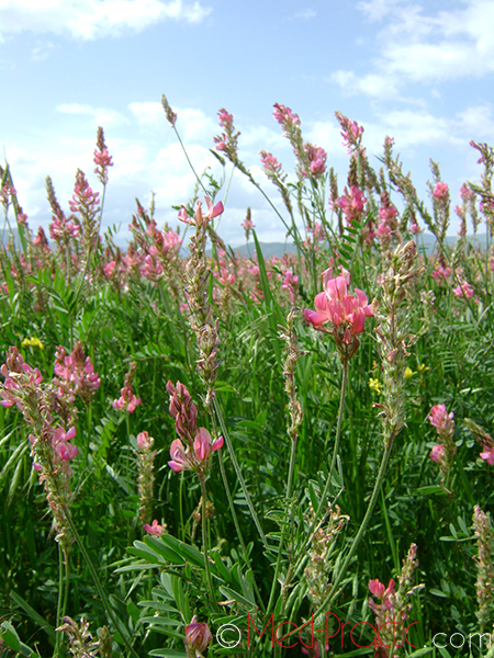 Эспарцет песчаный (Эспарцет посевной) - Onobrychis arenaria (Kit) L.