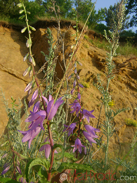 Զանգակ-ծաղիկ - Колокольчик - Campanula