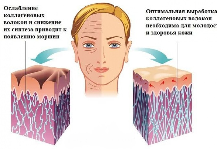 Коллаген и упругость кожи