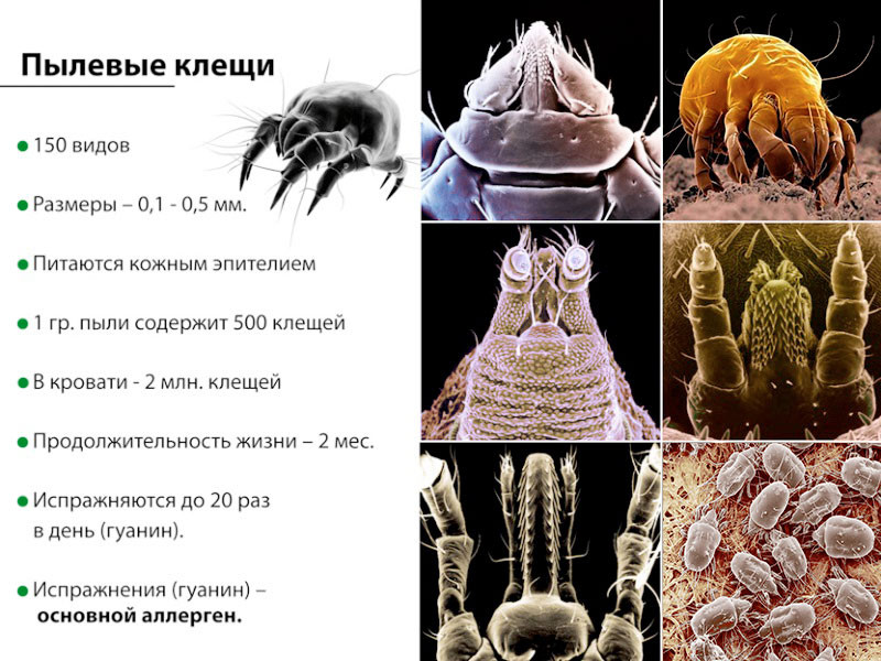 Пыль микробы