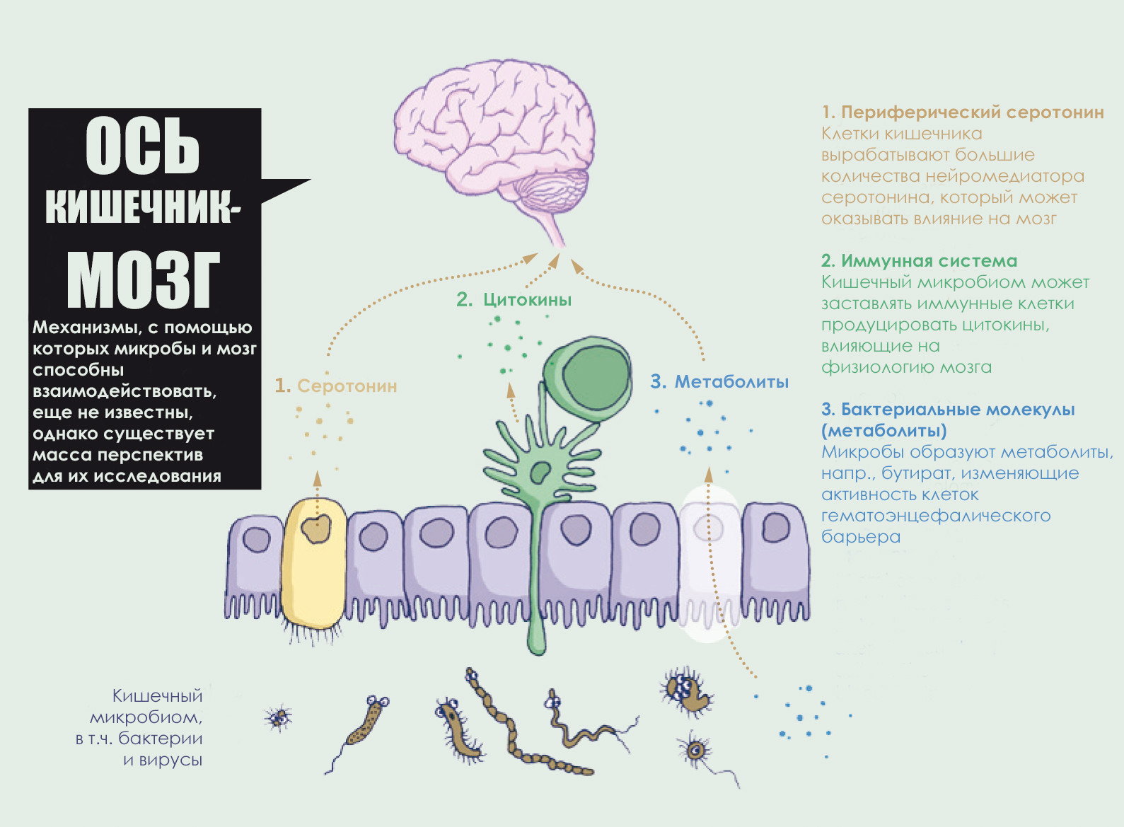 Иммунная система бактерий. Микробиом человека ось кишечник-мозг. Ось кишечный мозг микробиота. Микробиом связь мозг кишечник. Кишечная микробиота и мозг.